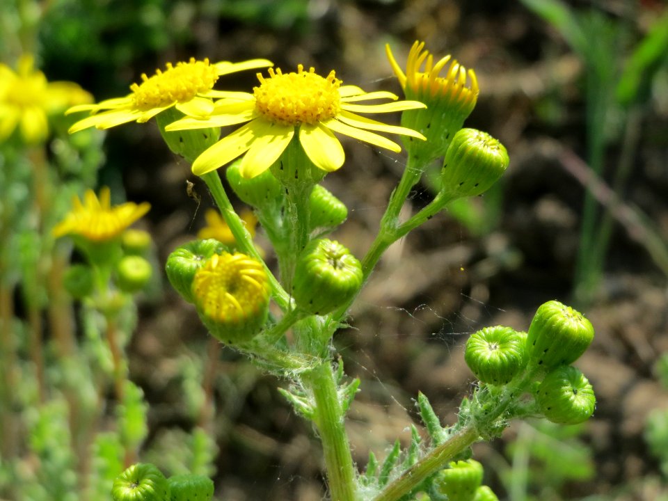 20150422Senecio_vernalis4