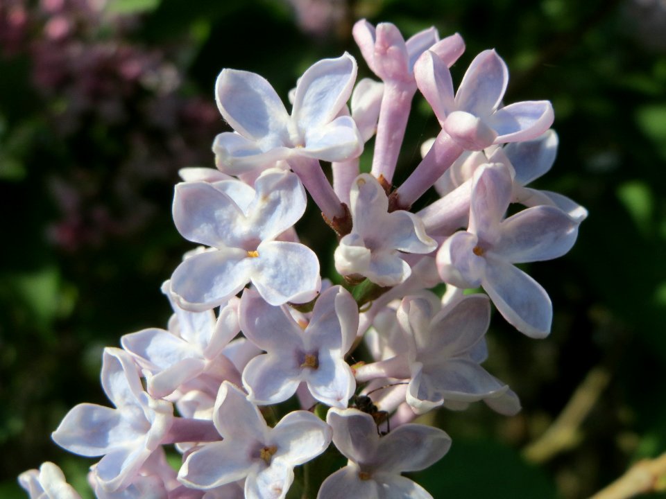 20150422Syringa_vulgaris6