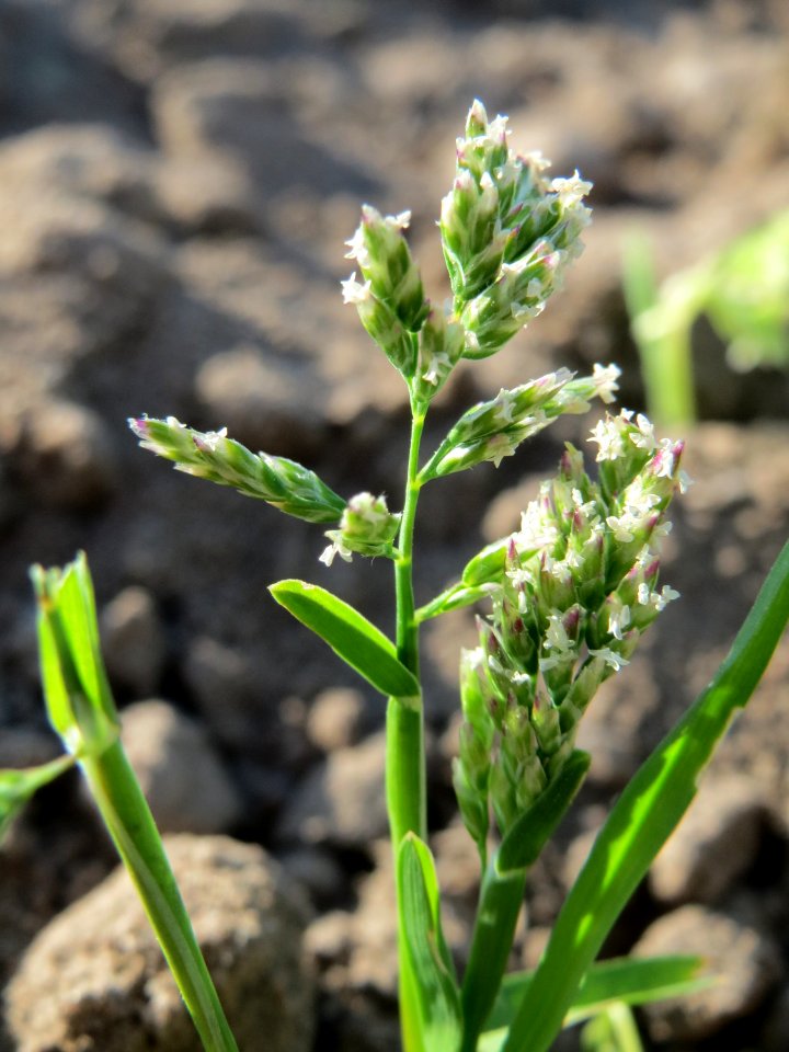 20150422Poa_annua1