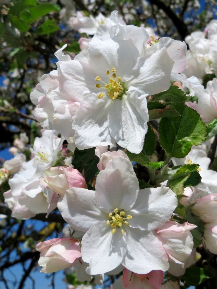 20150421Malus_domestica2