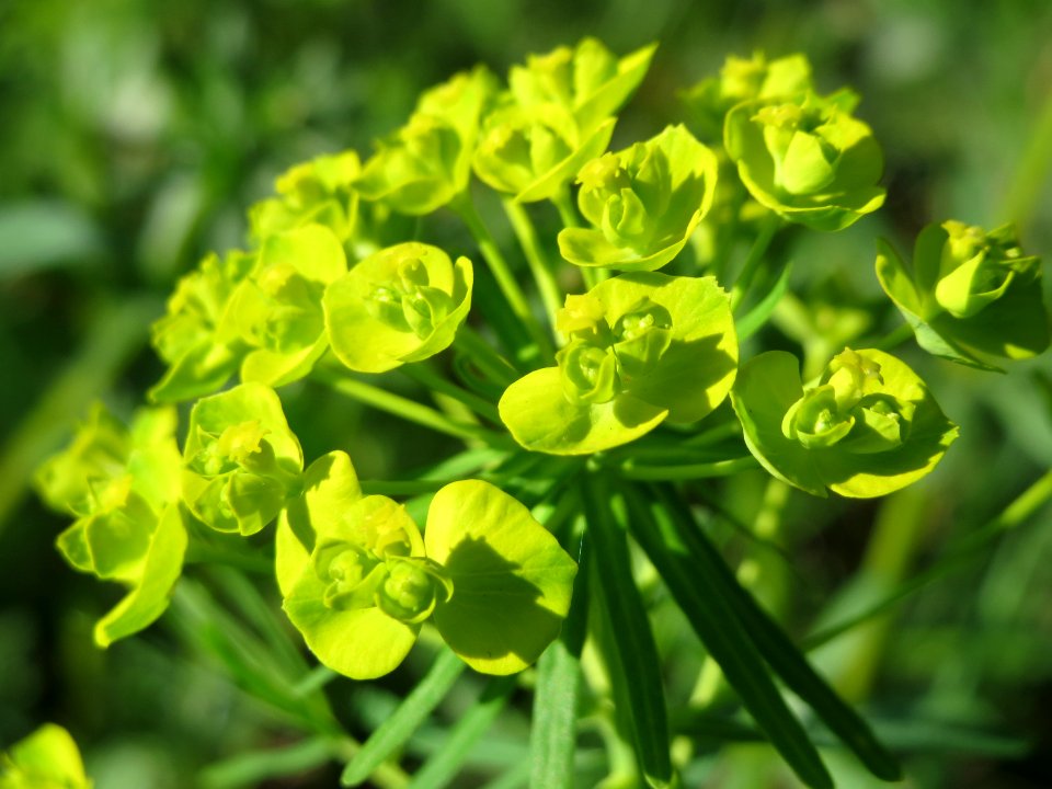 20150422Euphorbia_cyparissias2