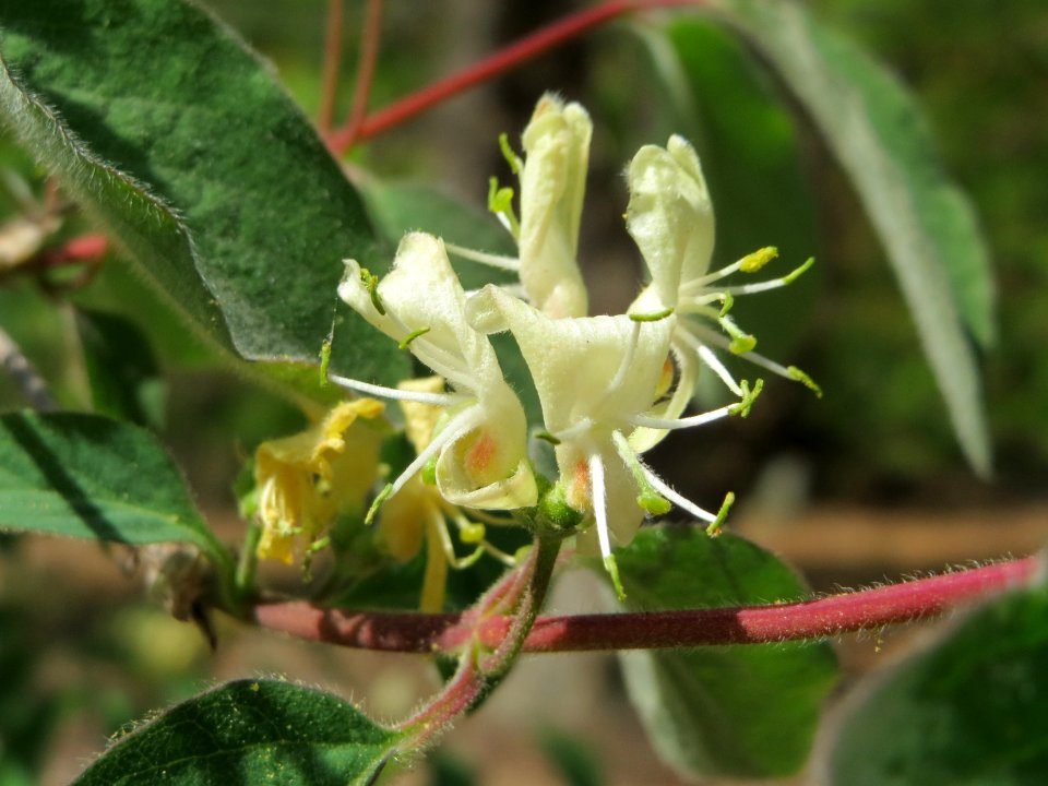 20150424Lonicera_xylosteum6