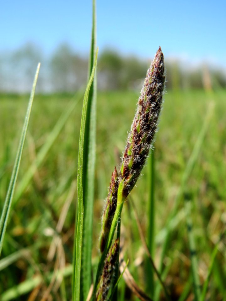 20150422Carex_hirta5