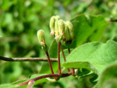 20150424Lonicera_xylosteum1