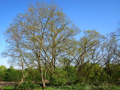 20150422Robinia_pseudoacacia2