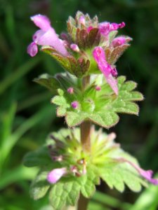 20150424Lamium_amplexicaule