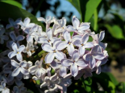 20150422Syringa_vulgaris4