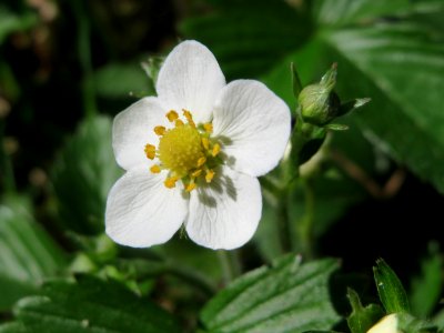 20150424Fragaria_vesca1