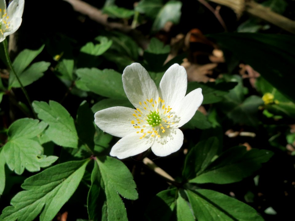 20150421Anemone_nemorosa2