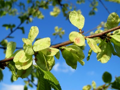 20150423Ulmus_minor2