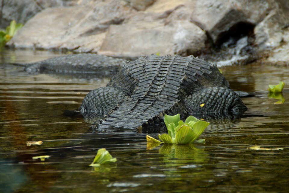 Underwater water alligator