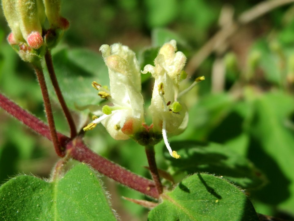 20150424Lonicera_xylosteum2