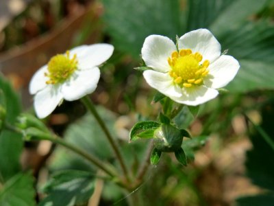 20150424Fragaria_vesca3