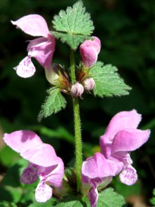 20150424Lamium_maculatum2