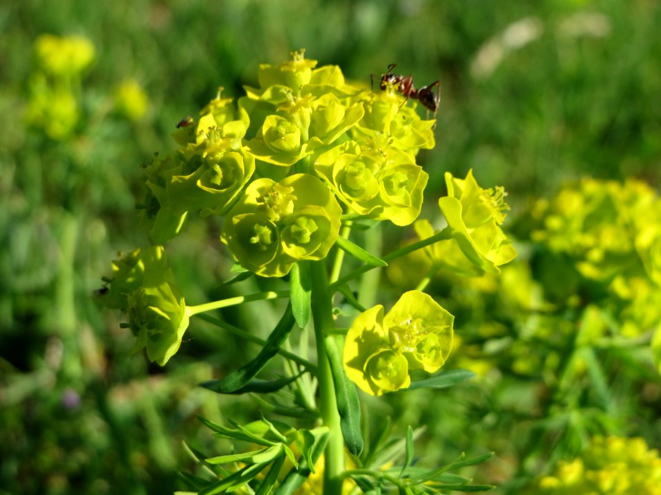 20150423Euphorbia_cyparissias1
