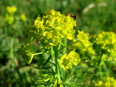 20150423Euphorbia_cyparissias1