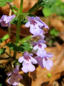 20150424Glechoma_hederacea1