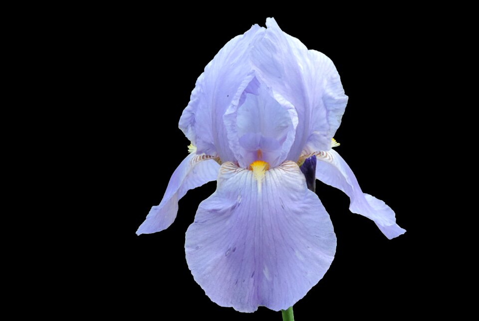 Blossom bloom blue