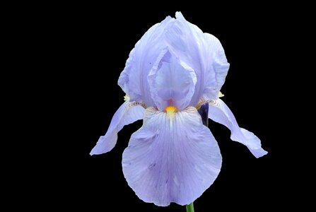 Blossom bloom blue