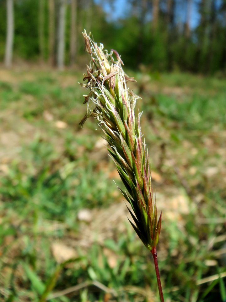 20150424Anthoxanthum_odoratum6