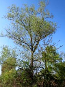20150423Salix_alba