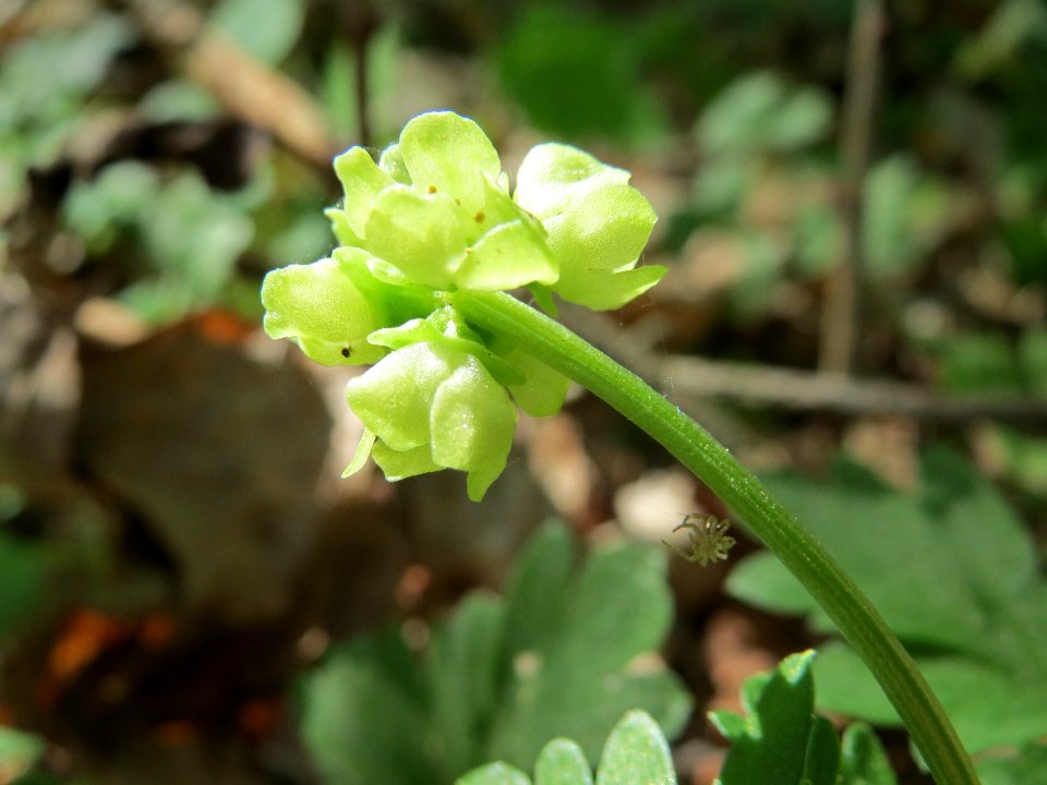 20150424Adoxa_moschatellina3