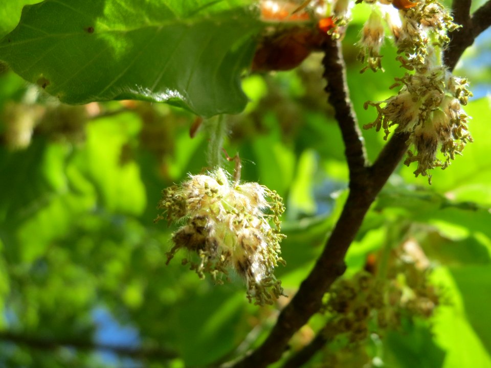 20150424Fagus_sylvatica3