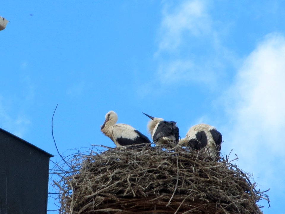 20150623Storchennest_Hockenheim1