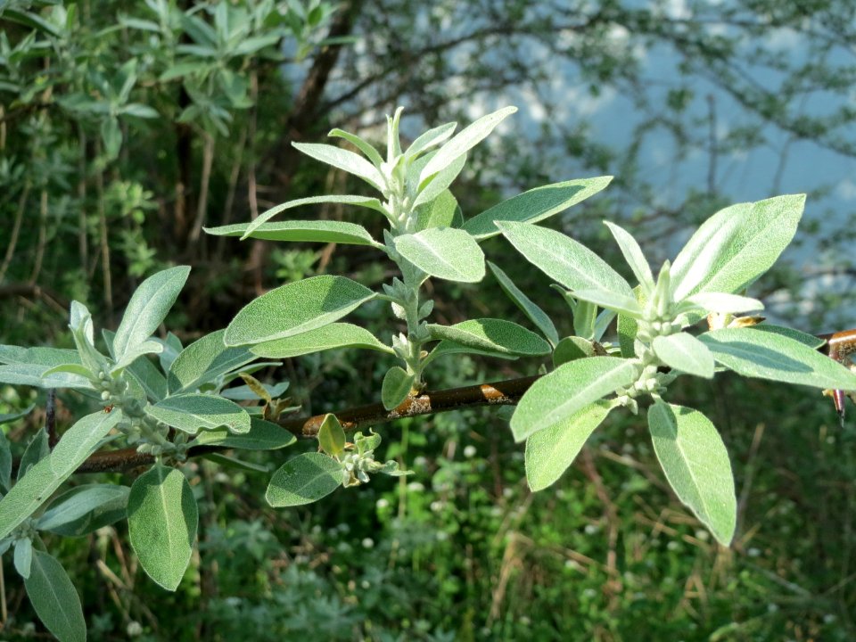 20150424Elaeagnus_angustifolia1