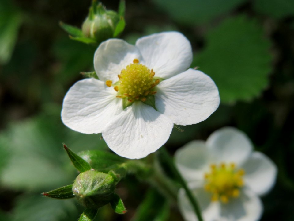 20150424Fragaria_vesca2