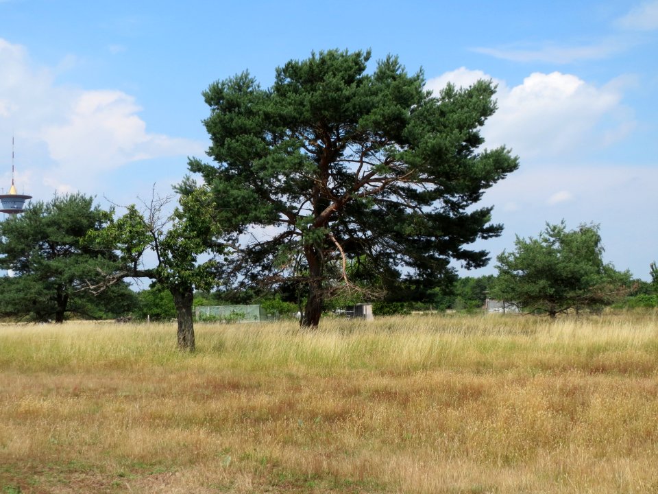 20150627Gewann_Frankreich-Wiesental2
