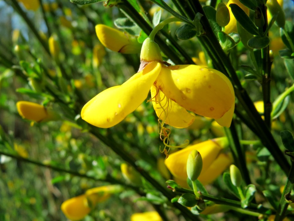 20150424Cytisus_scoparius2