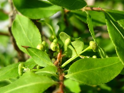 20150423Euonymus_alatus4