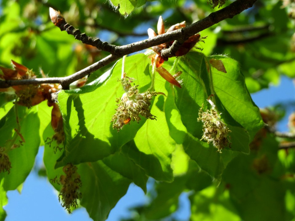 20150424Fagus_sylvatica2