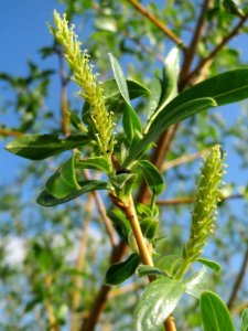 20150423Salix_alba3