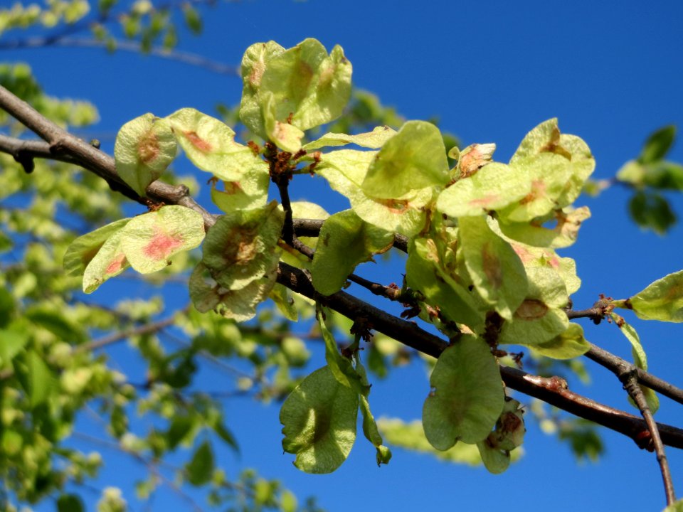 20150423Ulmus_minor1