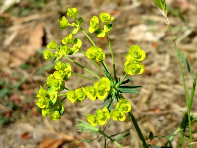 20150424Euphorbia_cyparissias