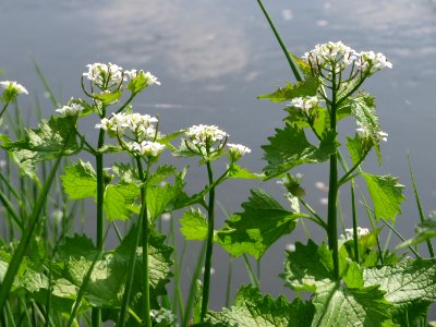 20150423Alliaria_petiolata1