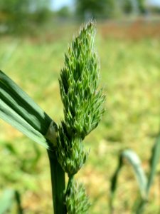 20150424Dactylis_glomerata1