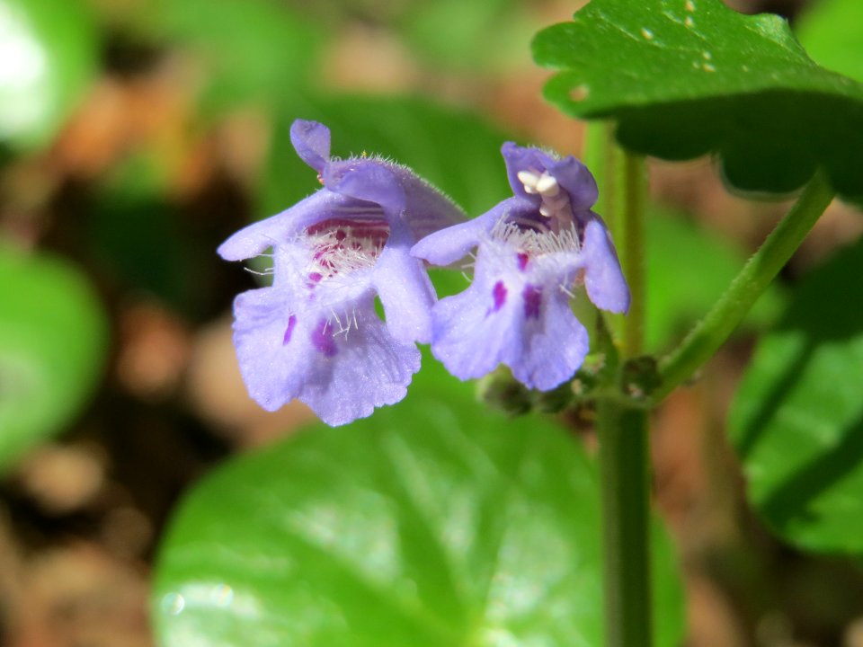 20150421Glechoma_hederacea1