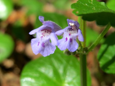 20150421Glechoma_hederacea1