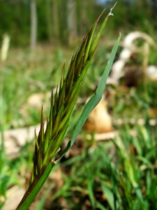20150424Anthoxanthum_odoratum2
