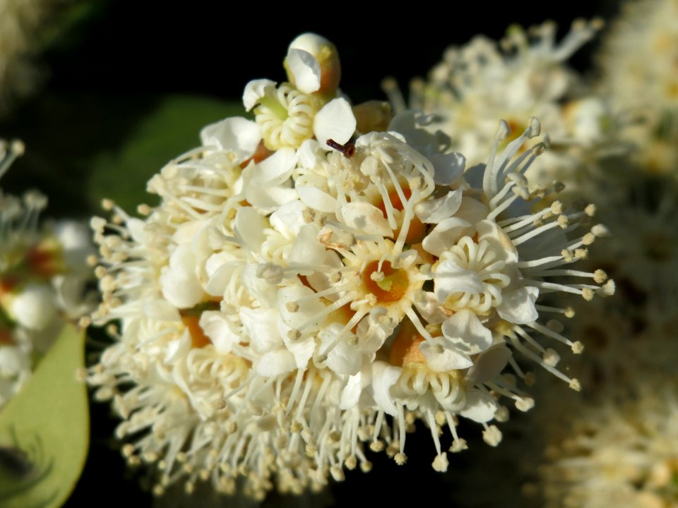 20150423Prunus_laurocerasus3