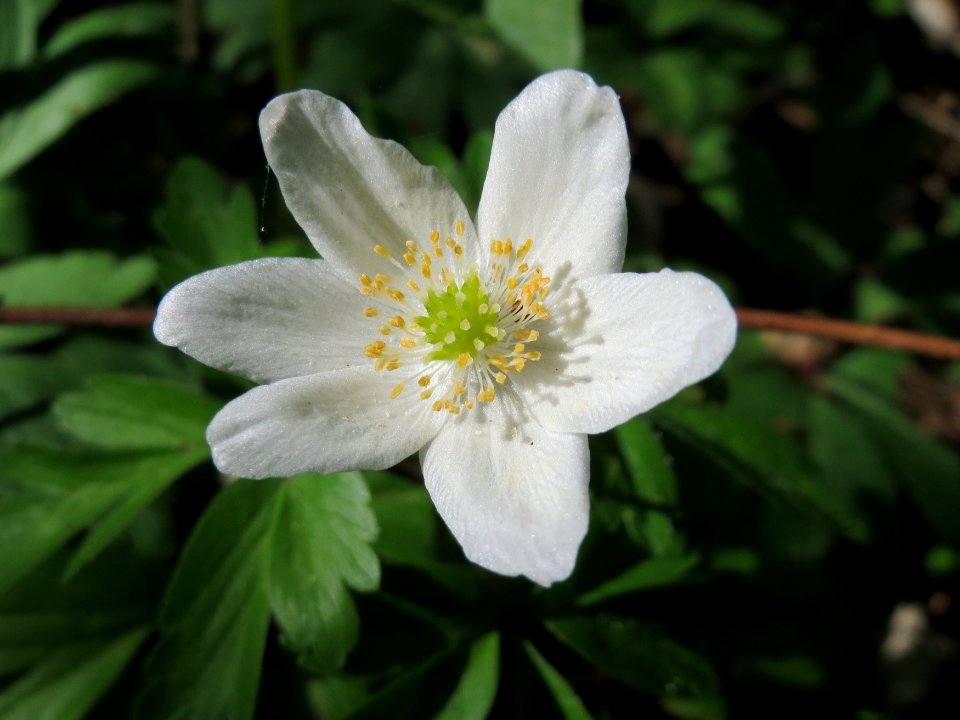 20150421Anemone_nemorosa6