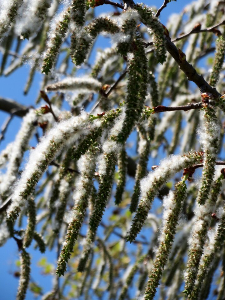 20150421Populus_tremula2