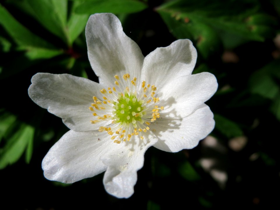 20150421Anemone_nemorosa5