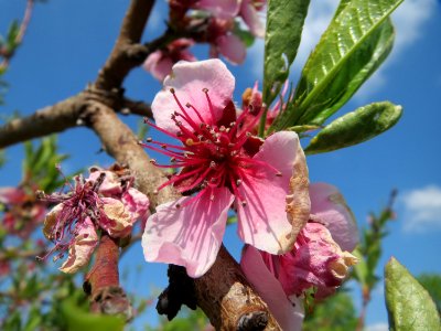 20150423Prunus_dulcis3