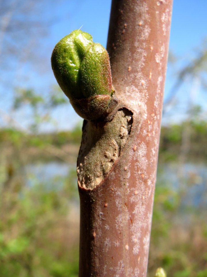 20150424Ailanthus_altissima2