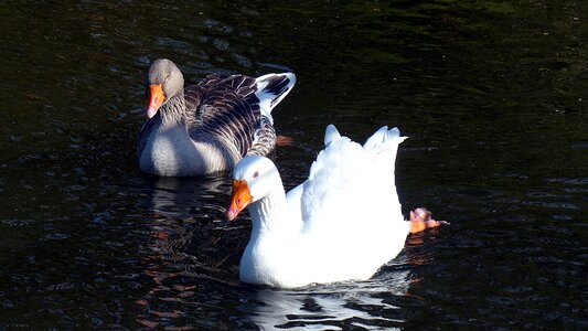 Water bird feather waterfowl