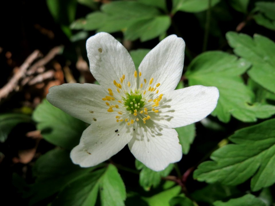20150421Anemone_nemorosa3